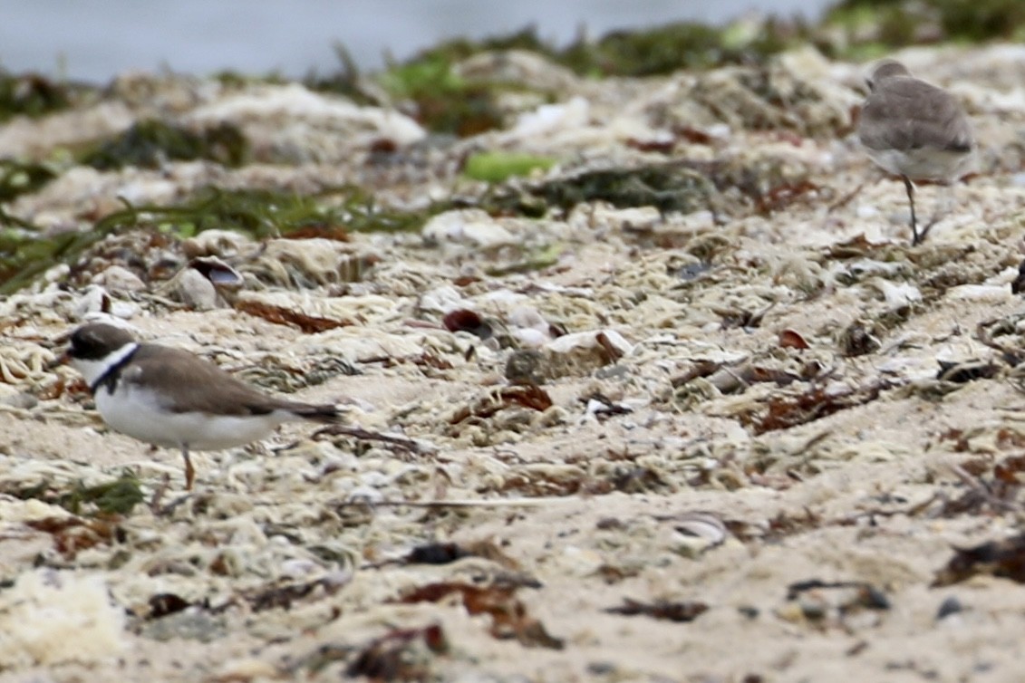 Semipalmated Plover - ML604539461