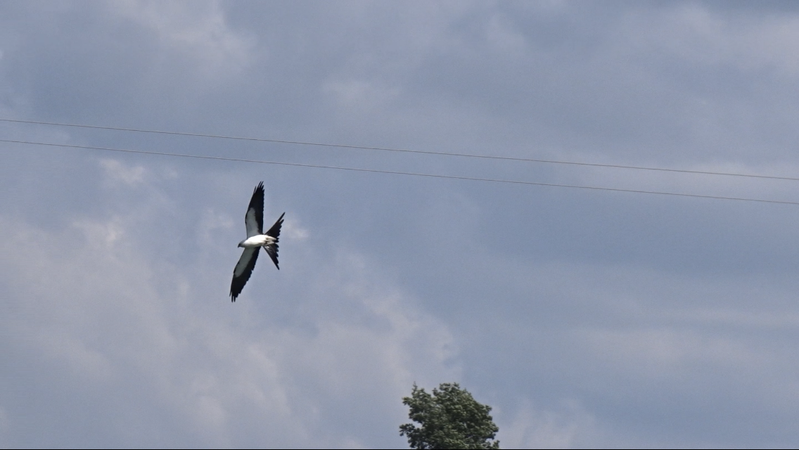 Swallow-tailed Kite - ML604546311