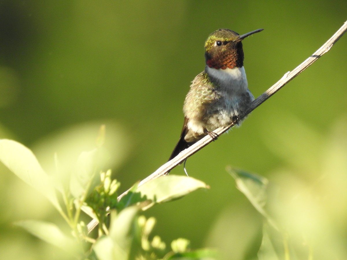 Ruby-throated Hummingbird - ML60454651