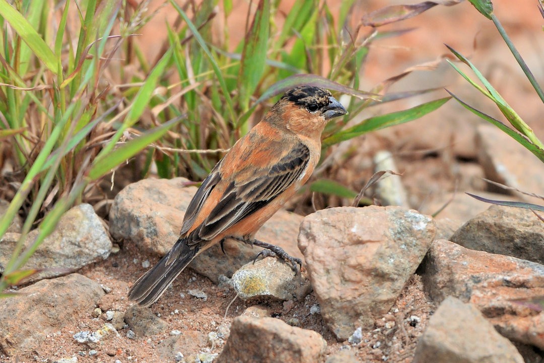 Copper Seedeater - ML604548701