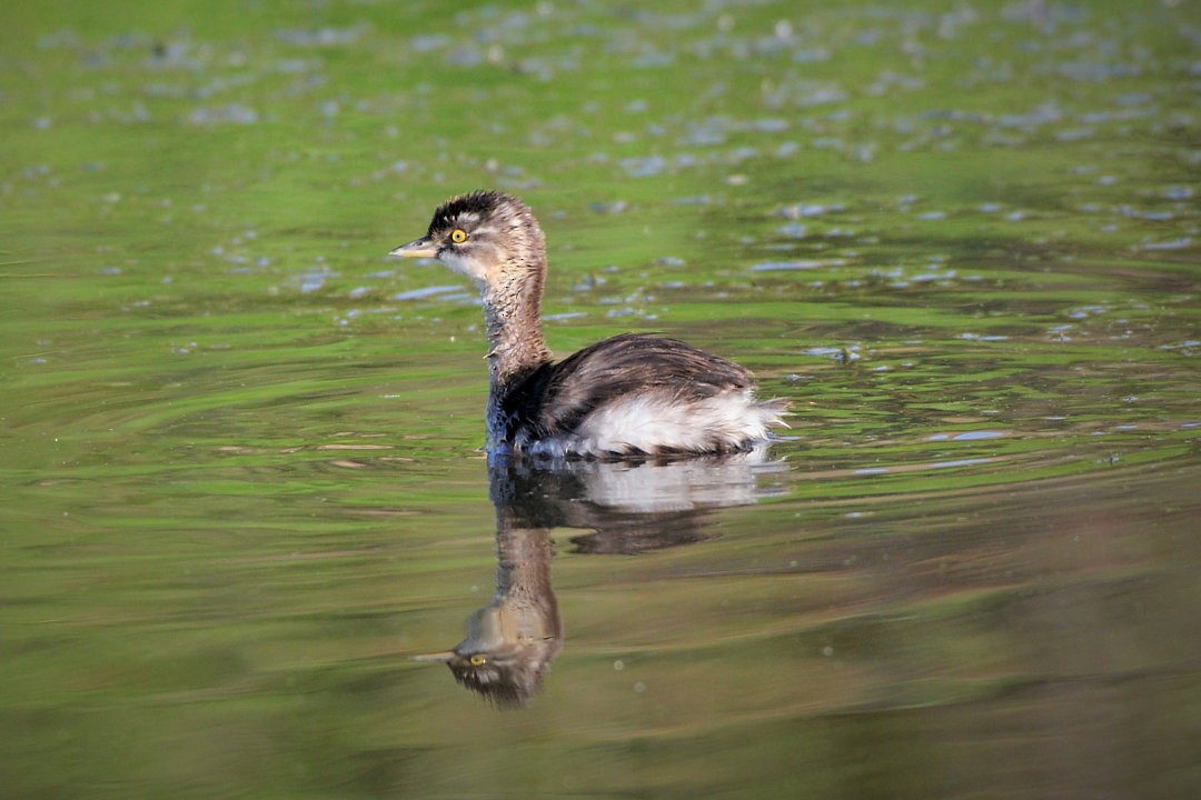 Least Grebe - ML604549661