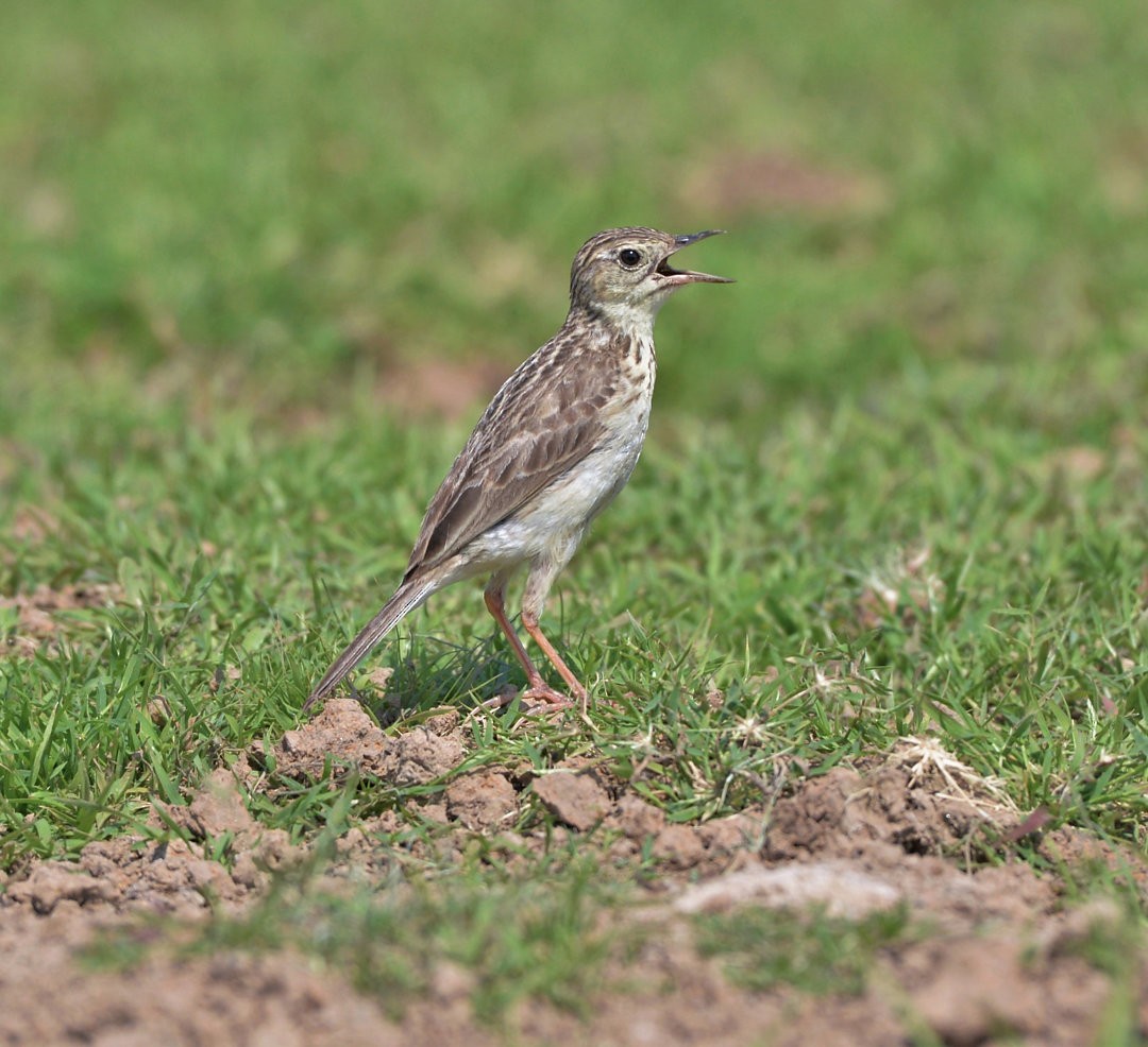 Black-backed Water-Tyrant - ML604549891