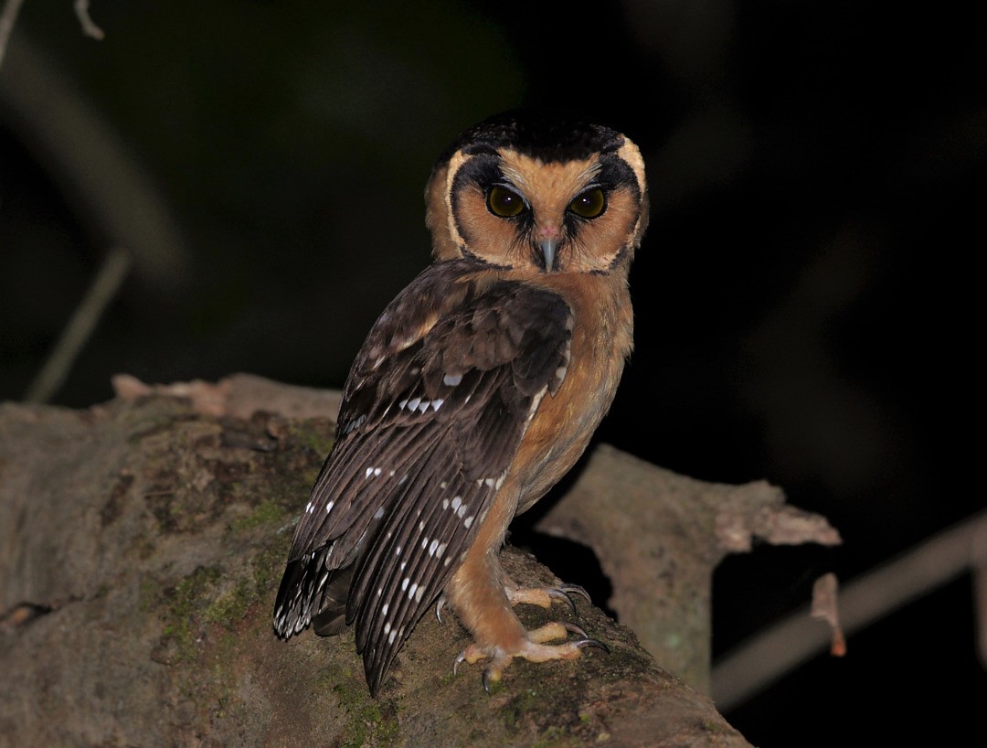 Buff-fronted Owl - ML604553651