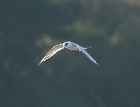Forster's Tern - Kevin Guest