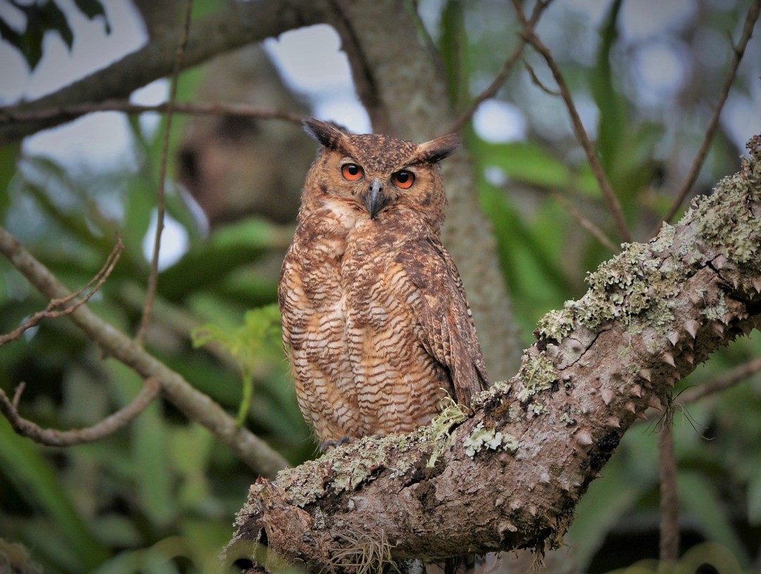 Great Horned Owl - ML604556031