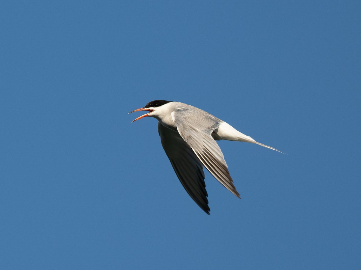 Common Tern - ML604556951