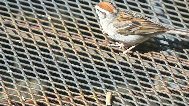 Chipping Sparrow - ML604561361