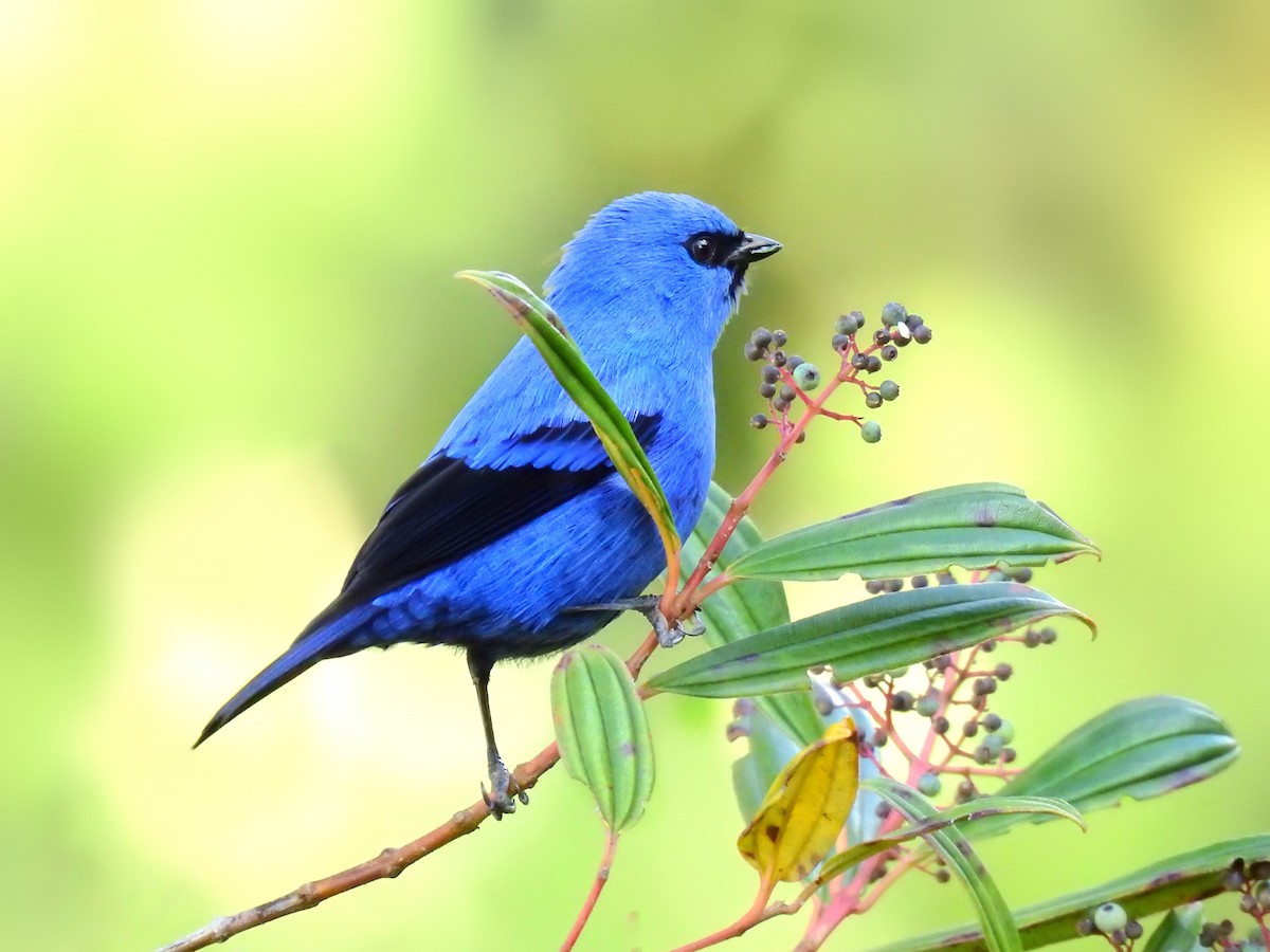 Blue-and-black Tanager - ML604564211