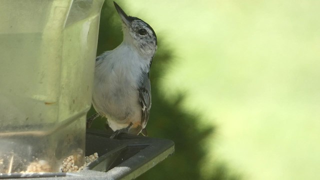 White-breasted Nuthatch - ML604564421