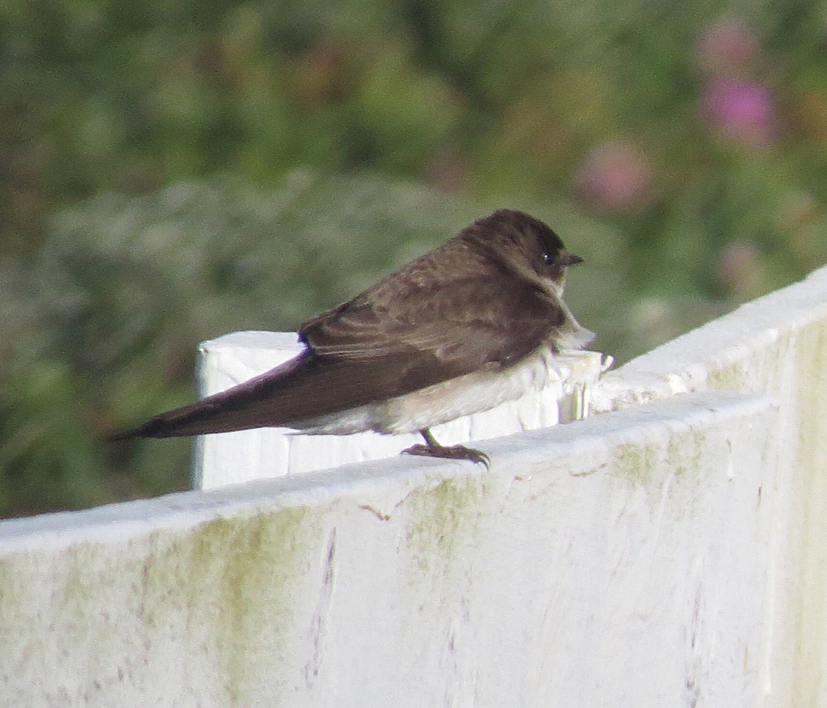 Northern Rough-winged Swallow - ML60456511