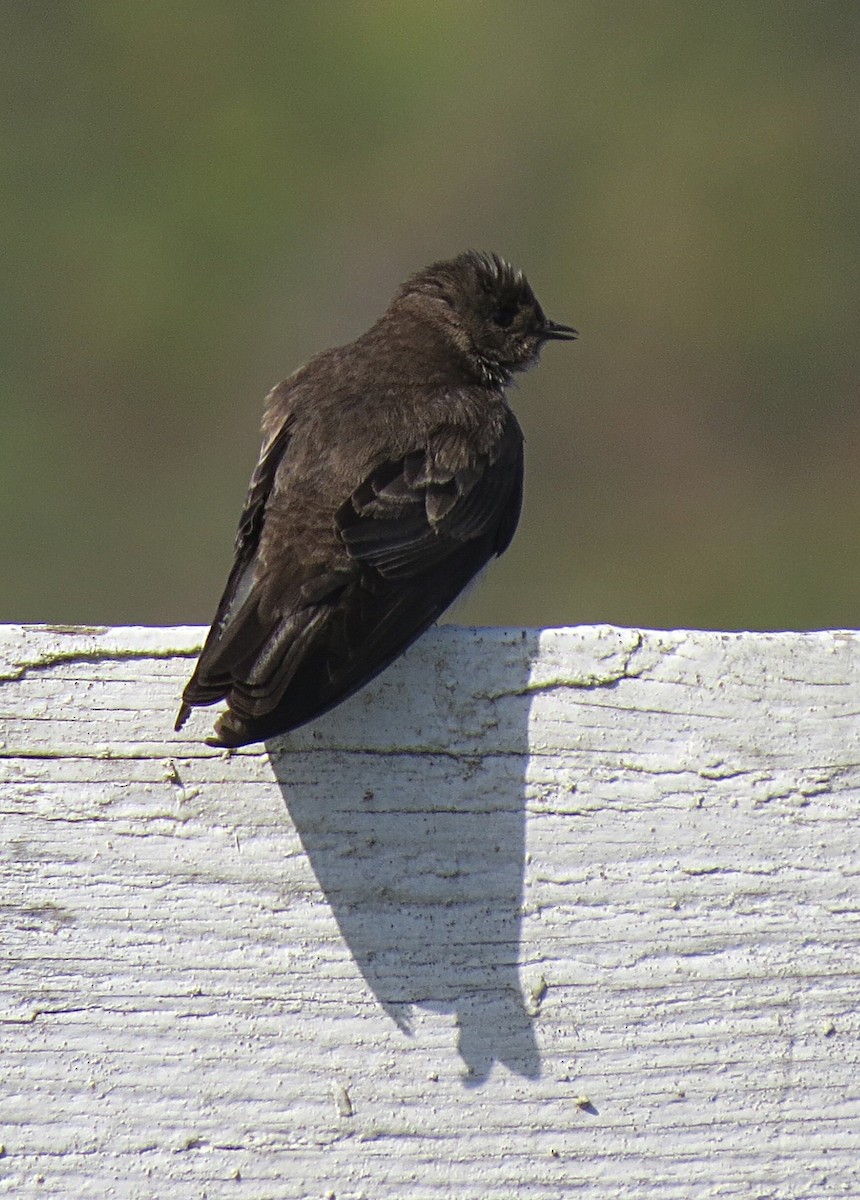 Northern Rough-winged Swallow - ML60456541