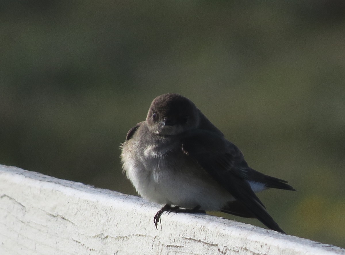 Northern Rough-winged Swallow - ML60456551