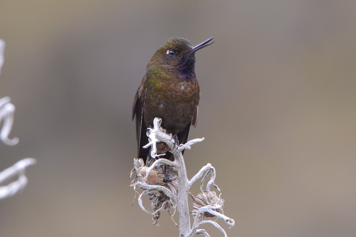 Violet-throated Metaltail - ML604566571