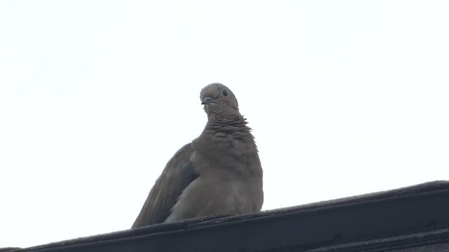 Mourning Dove - ML604566681