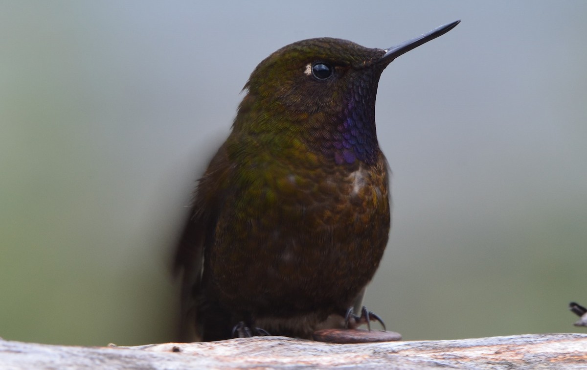Violet-throated Metaltail - ML604566851