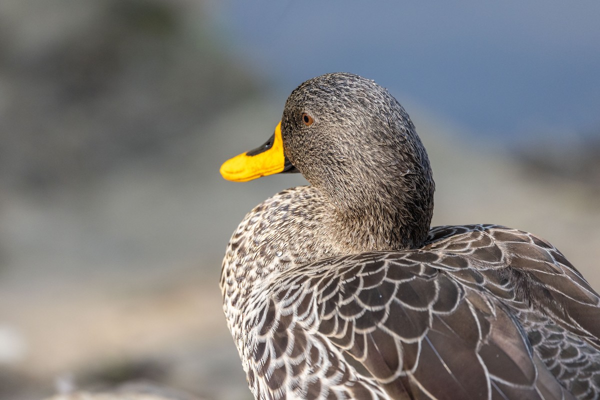Yellow-billed Duck - Mauricio Garcia-Ramos