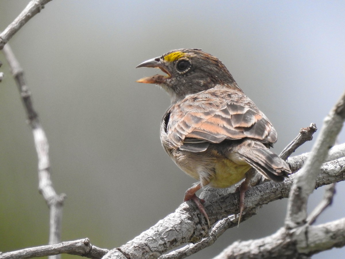 Grassland Sparrow - ML604572401