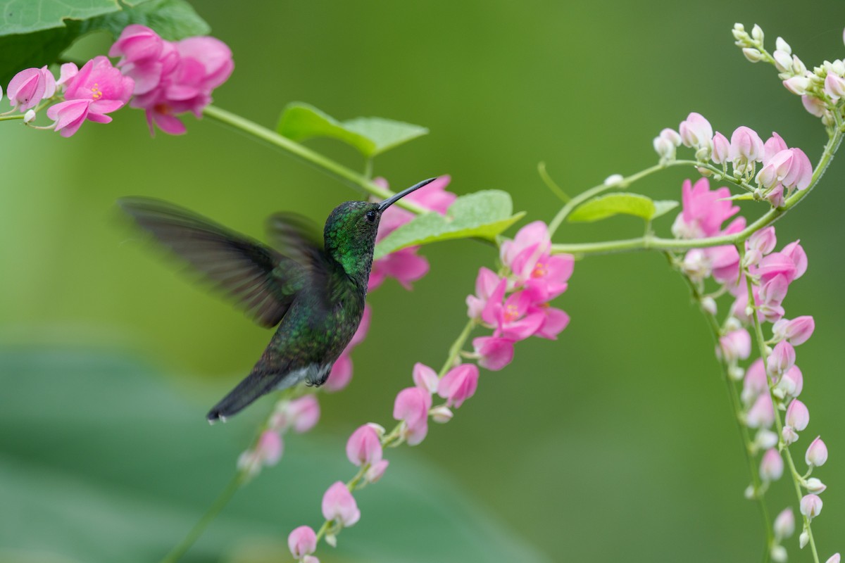 Purple-chested Hummingbird - Jeff Hapeman