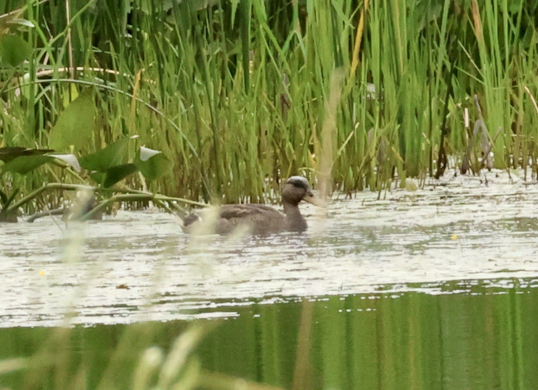 eBird Checklist 14 Aug 2023 BaieduFebvre (station d'épuration