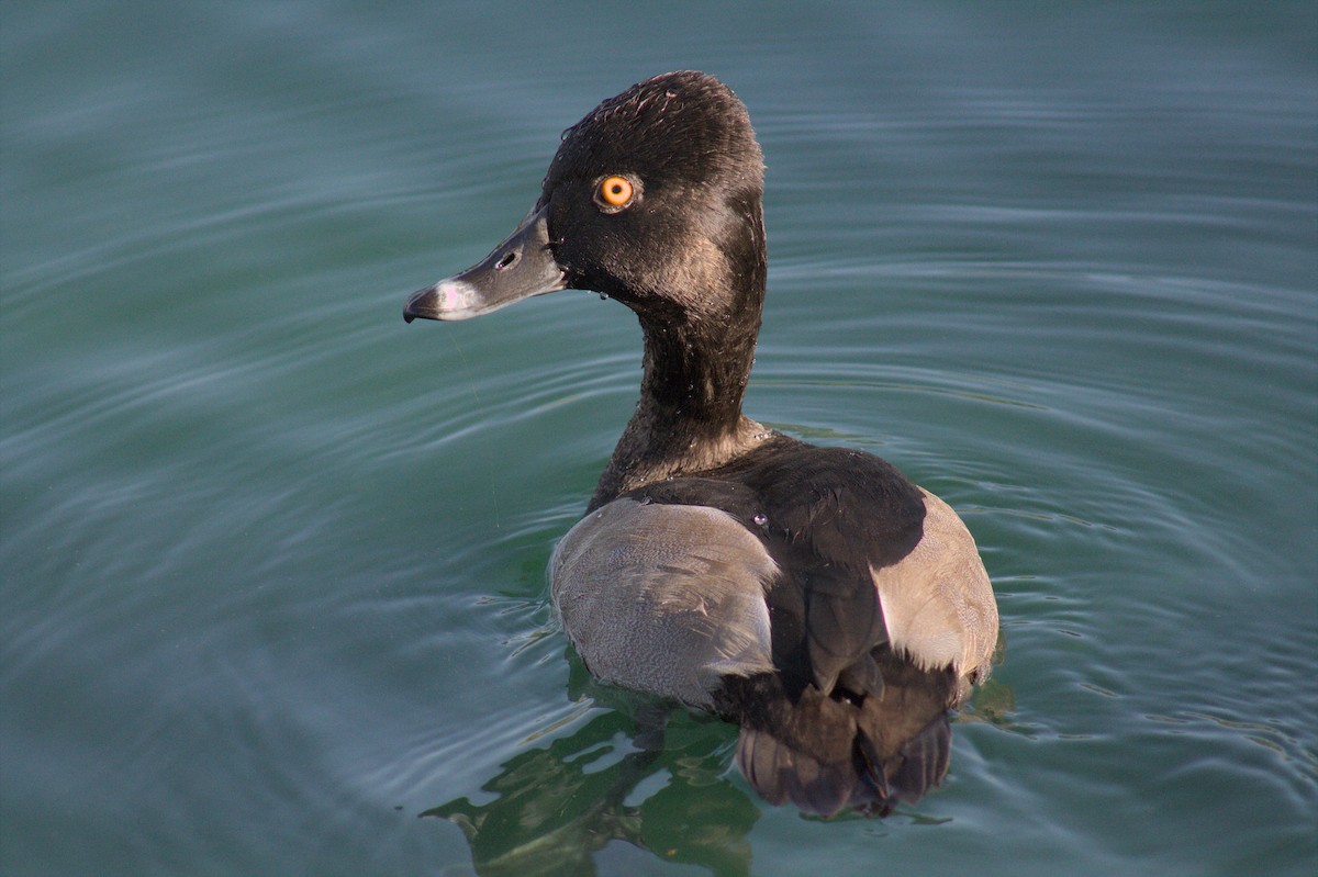 Ring-necked Duck - ML604574021