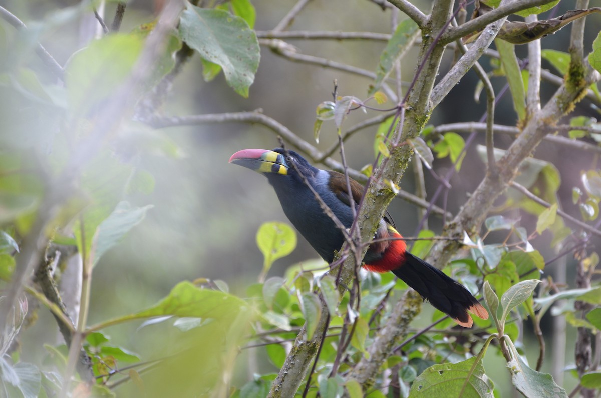 Gray-breasted Mountain-Toucan - ML604575771