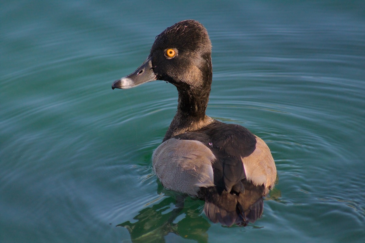 Ring-necked Duck - ML604579061