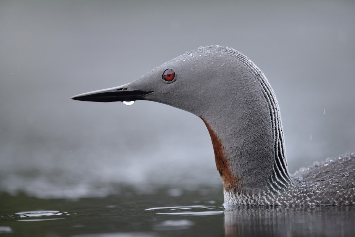Red-throated Loon - ML604579861