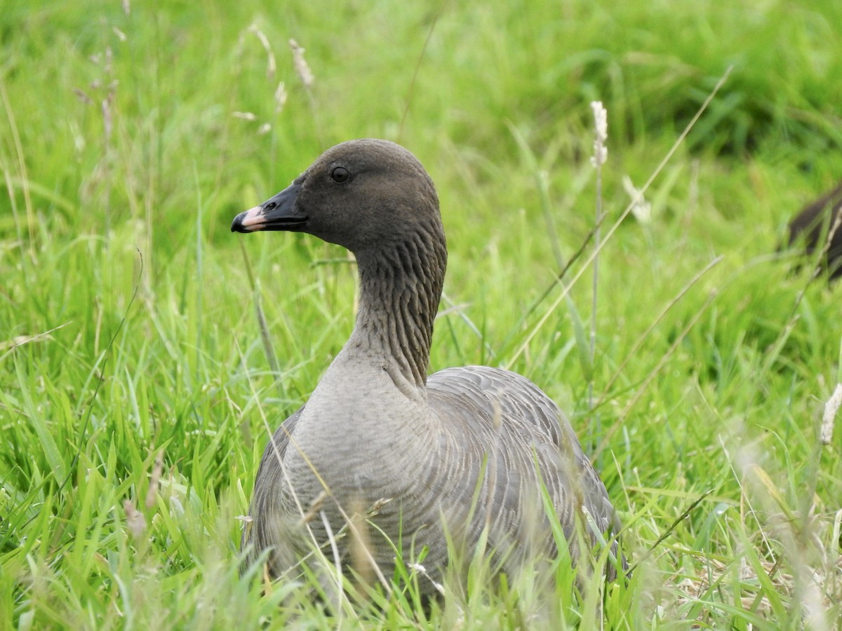 Pink-footed Goose - ML604579921