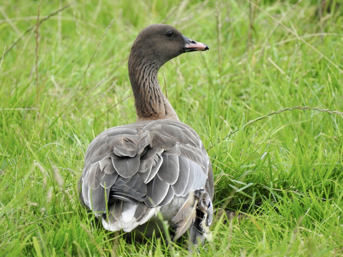 Pink-footed Goose - ML604579931