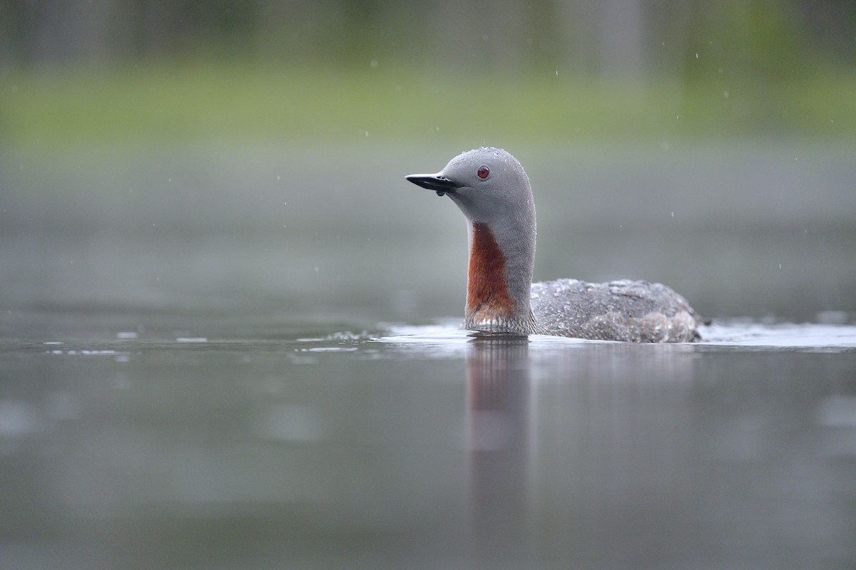 Red-throated Loon - ML604579941