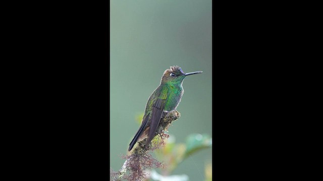kolibřík fialovočelý - ML604580881