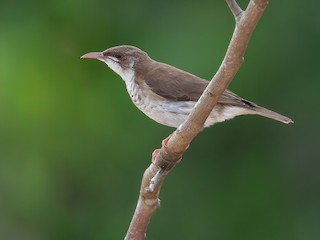  - Brown-backed Honeyeater