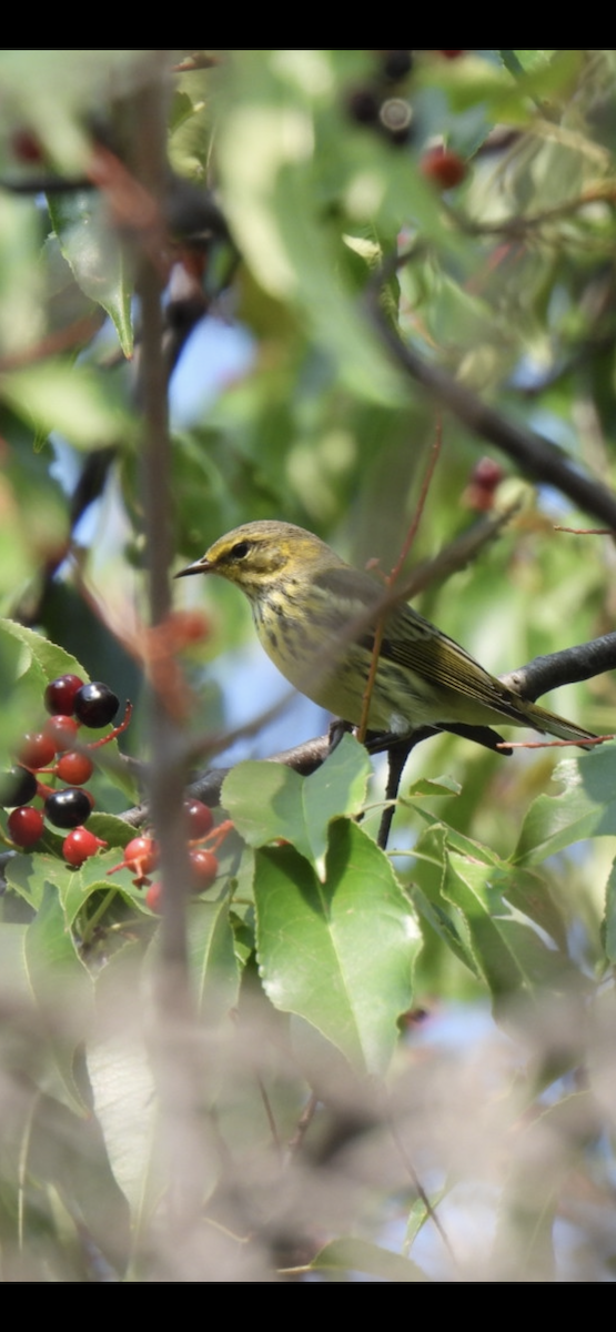 Cape May Warbler - ML604582441