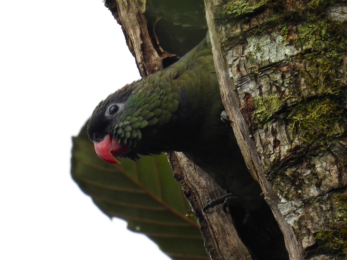 Red-billed Parrot - ML604583801