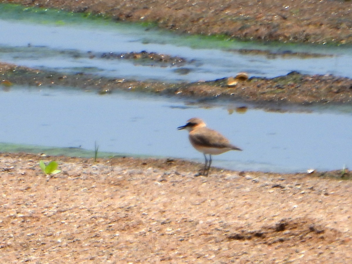 White-fronted Plover - ML604586321
