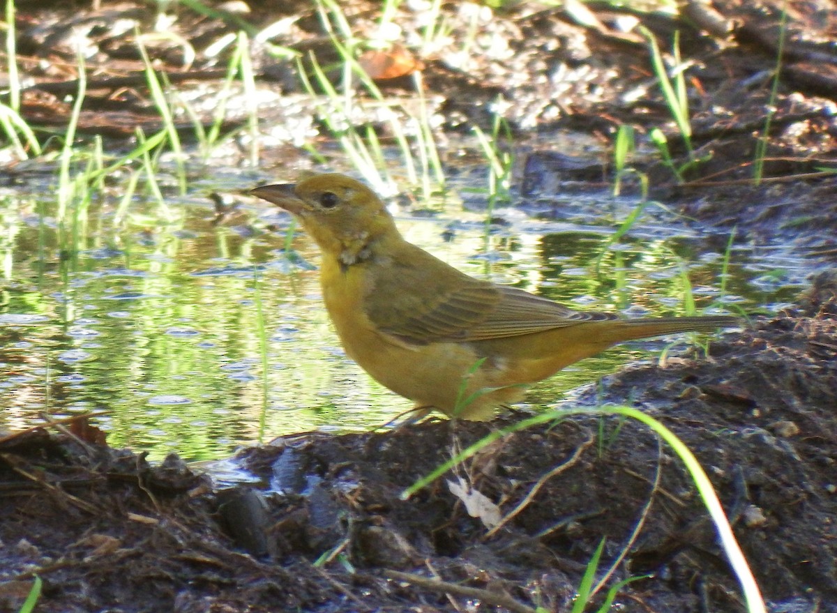 Summer Tanager - Michael Welch