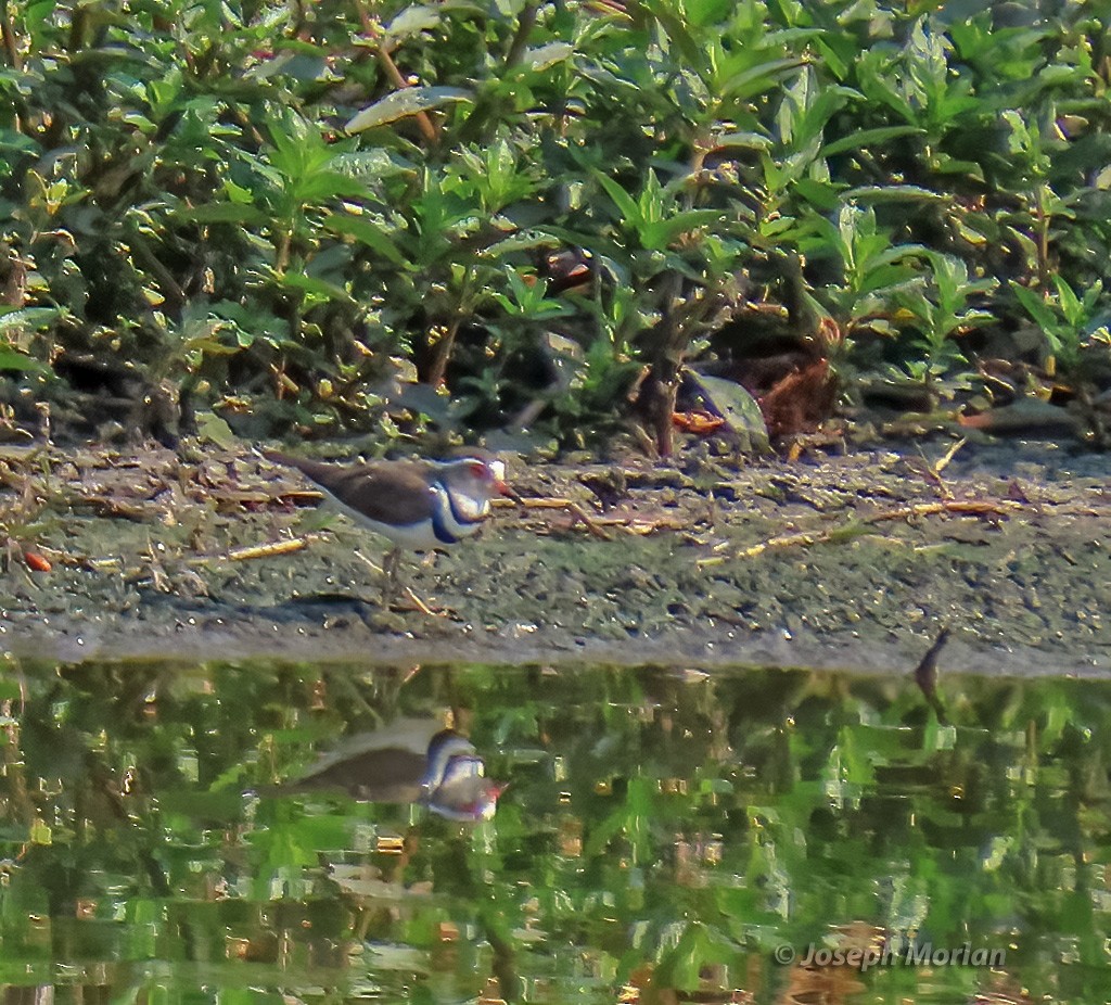 Three-banded Plover - ML604587141