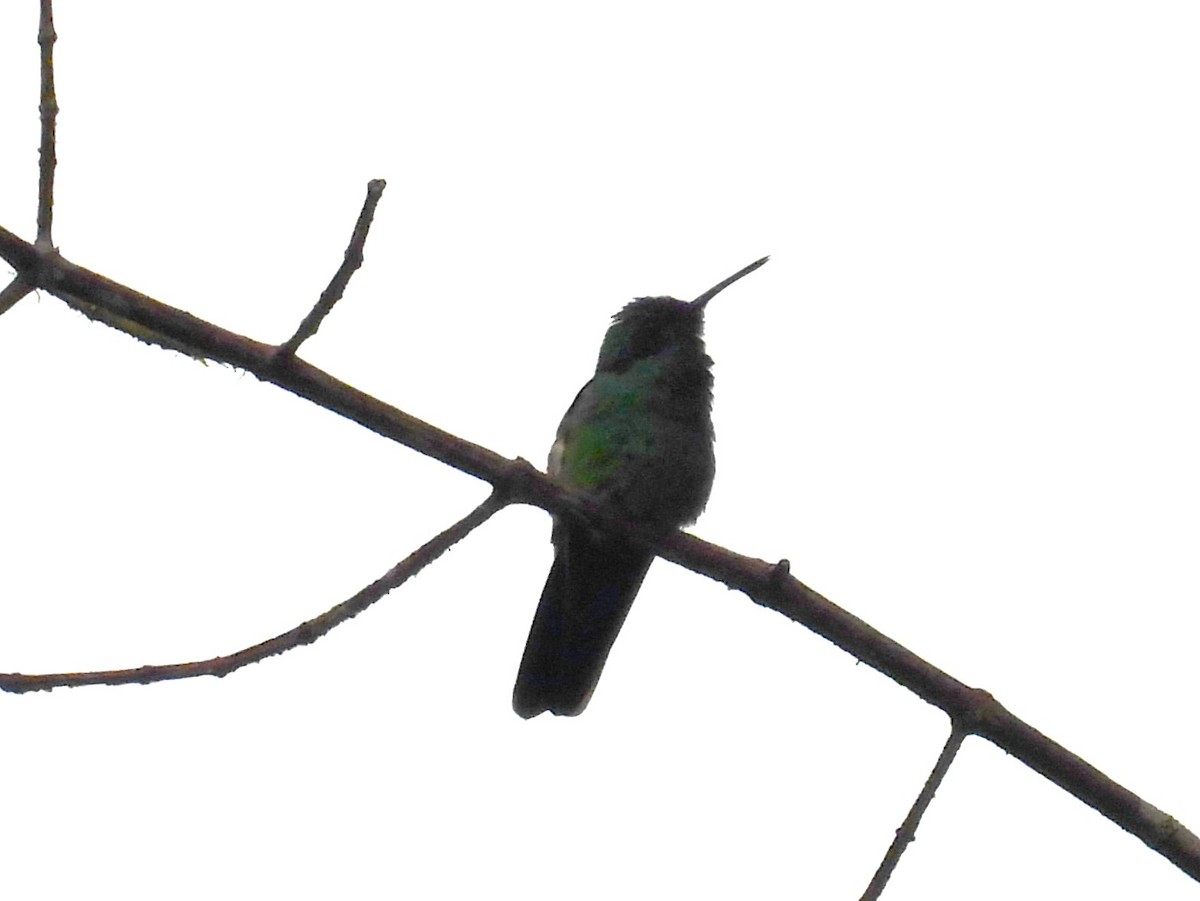 kolibřík modrouchý - ML604587281