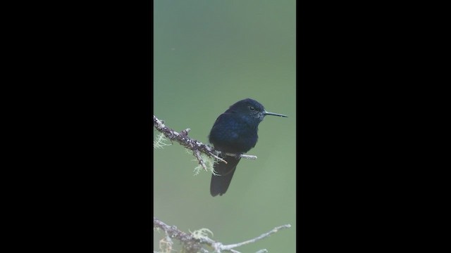 kolibřík královský - ML604587781