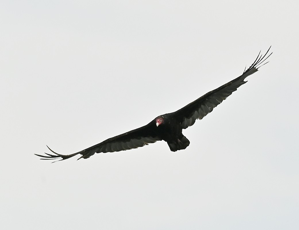 Turkey Vulture - ML604590211
