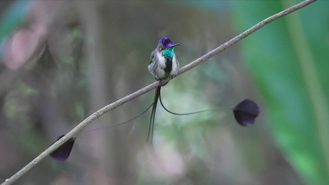 kolibřík podivuhodný - ML604590331