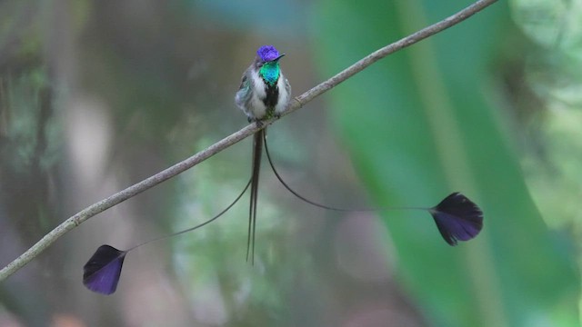 kolibřík podivuhodný - ML604590401