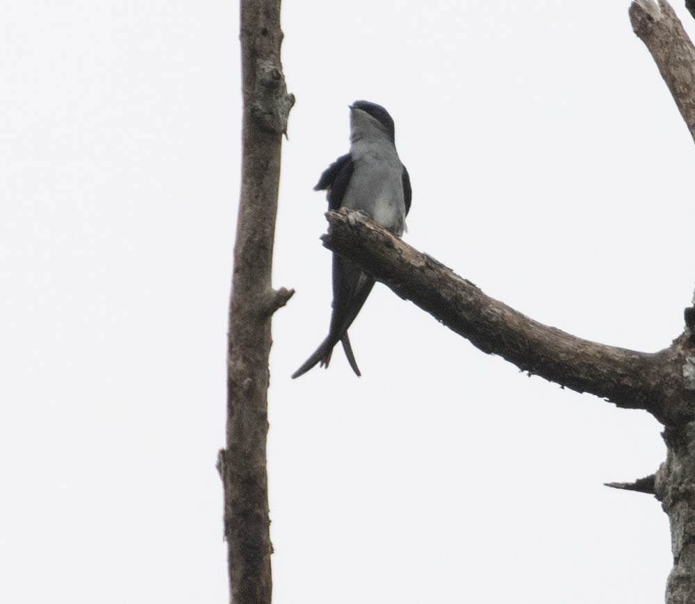 Gray-rumped Treeswift - Lindy Fung