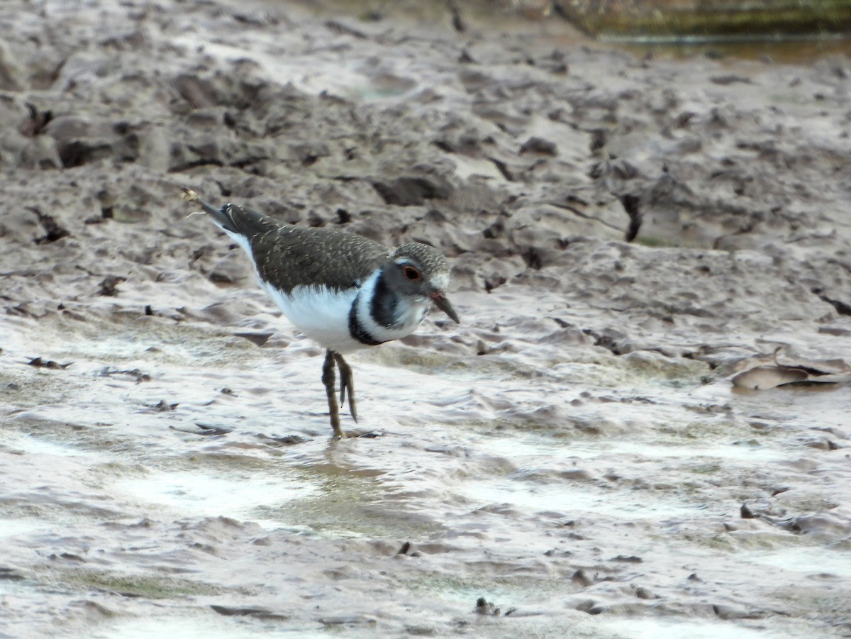 Three-banded Plover (African) - ML604592731