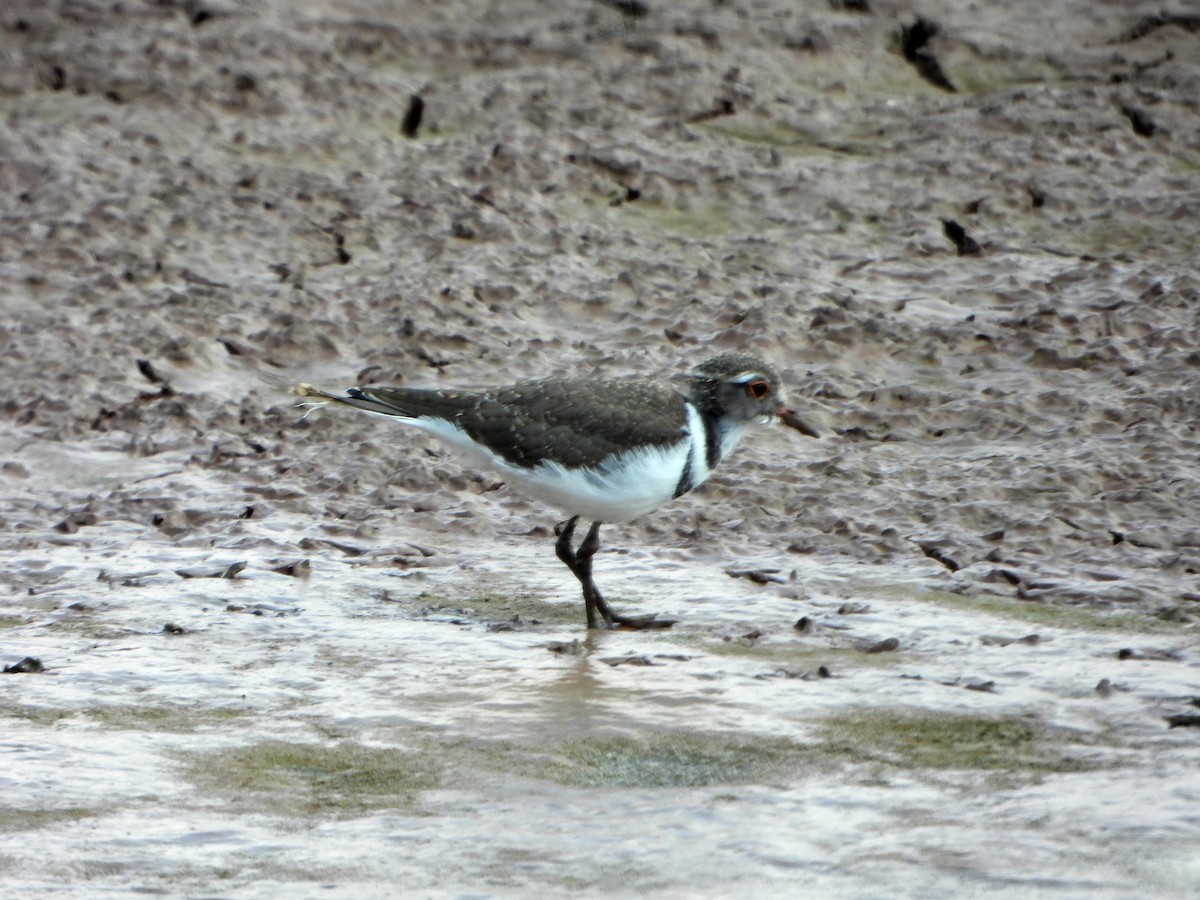 Three-banded Plover (African) - ML604592741