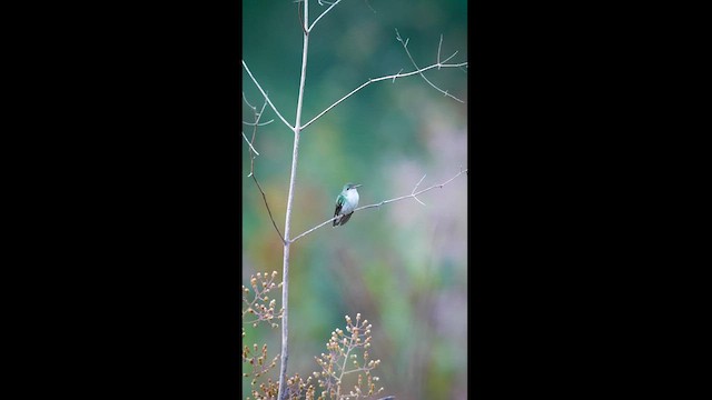 Ak Karınlı Kolibri - ML604592771