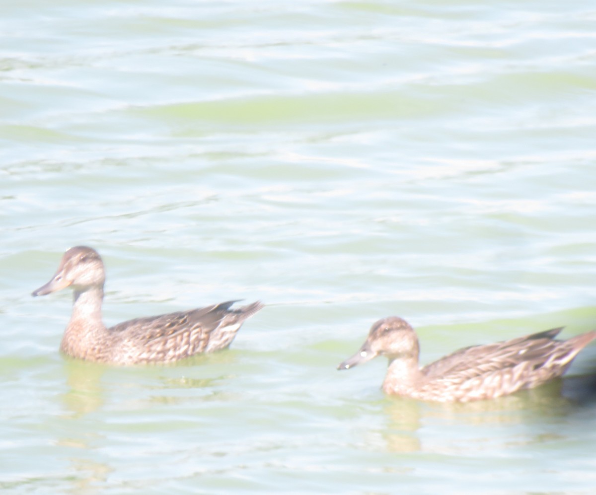 Green-winged Teal - ML604593061