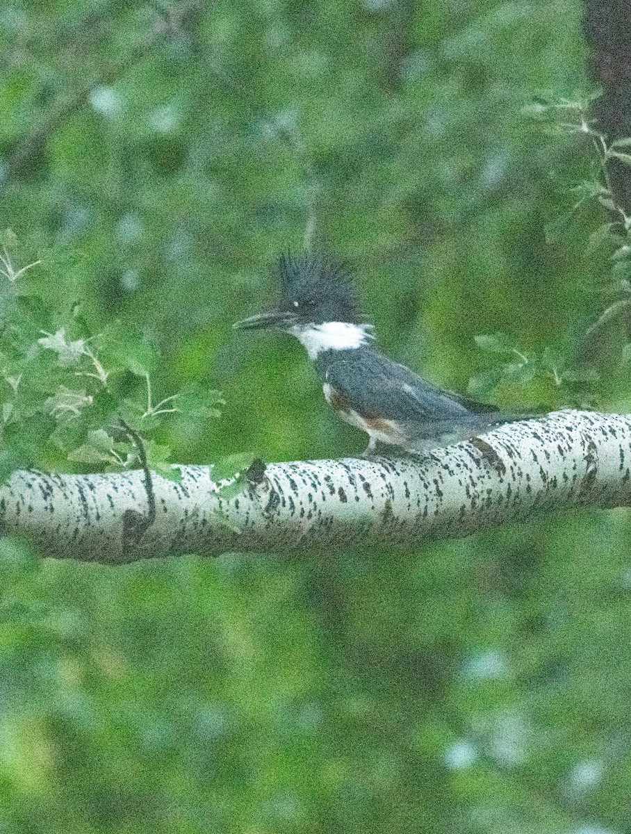 Belted Kingfisher - ML604593331