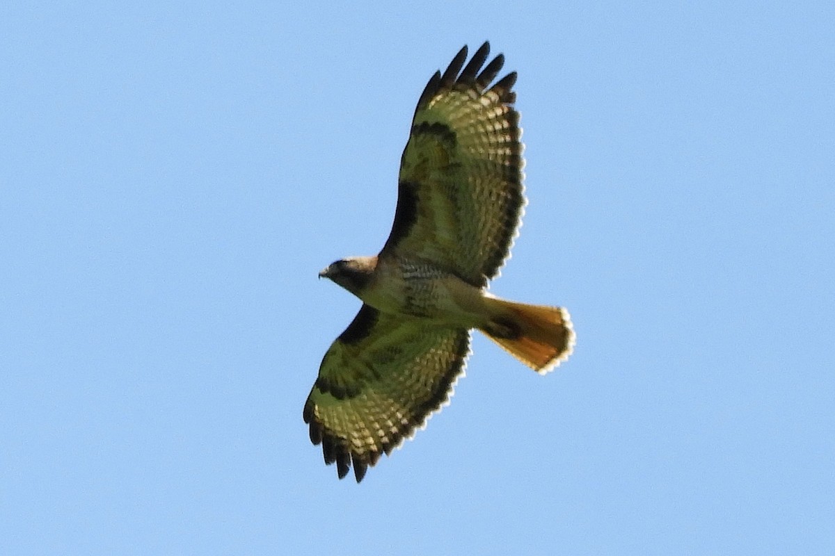 Red-tailed Hawk - Georgia Gerrior