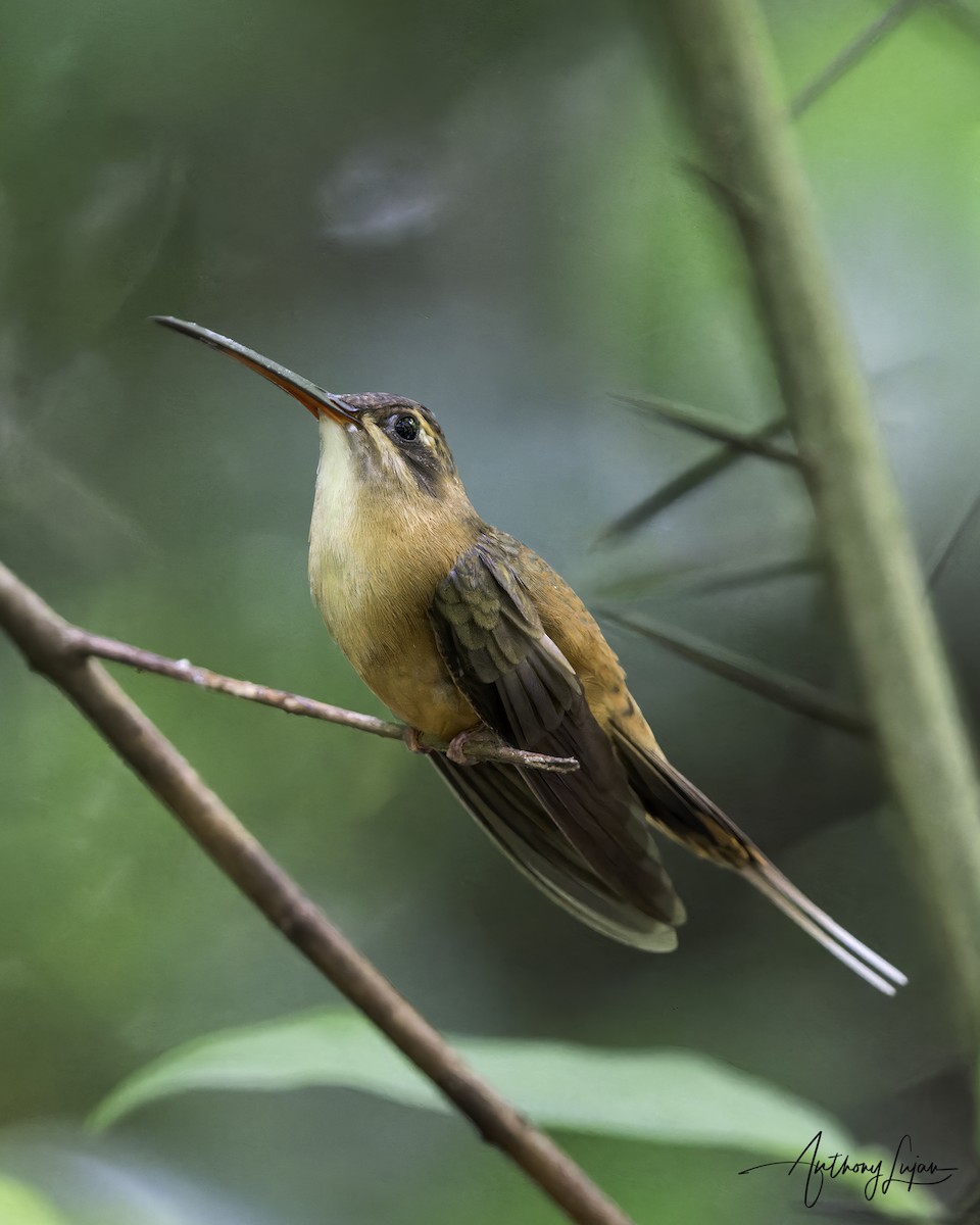 kolibřík olivohřbetý - ML604596451